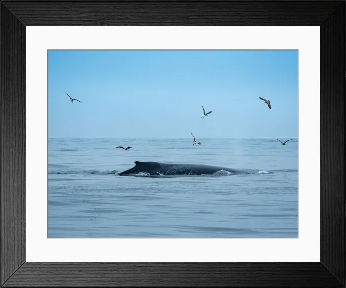 Framed Print : California Monterey Bay Monterey Bay Whale Watch Framed Print : California Monterey Bay Monterey Bay Whale Watch