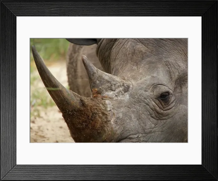 Framed Print : White Rhino (Ceratotherium simum)