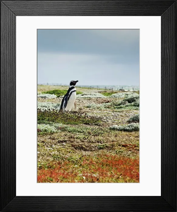 Framed Print : Magellanic Penguin Stands Guard Near its Nesting Hole Framed Print : Magellanic Penguin Stands Guard Near its Nesting Hole