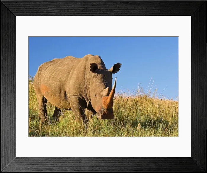 Framed Print : White Rhinoceros or Square-lipped Rhinoceros (Ceratotherium simum)