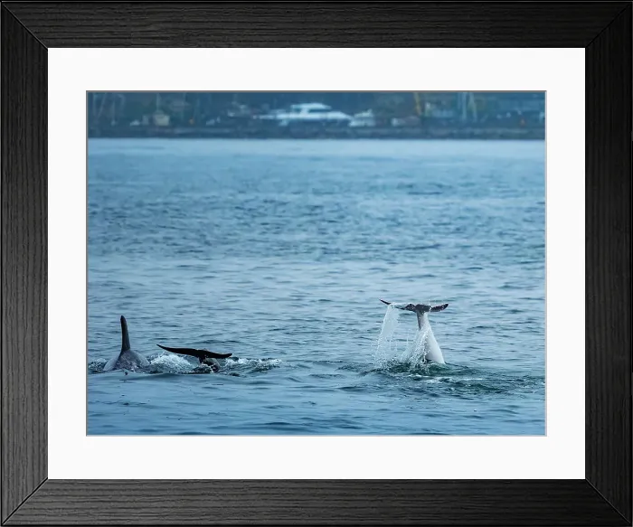 Framed Print : California Casper Grampus Griseus Monterey Bay Framed Print : California Casper Grampus Griseus Monterey Bay