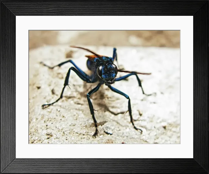 Framed Print : Strange Bug Stands on the Salkantay Trail Framed Print : Strange Bug Stands on the Salkantay Trail