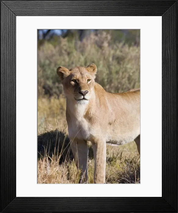 Framed Print : Moremi National Park. Botswana Framed Print : Moremi National Park. Botswana