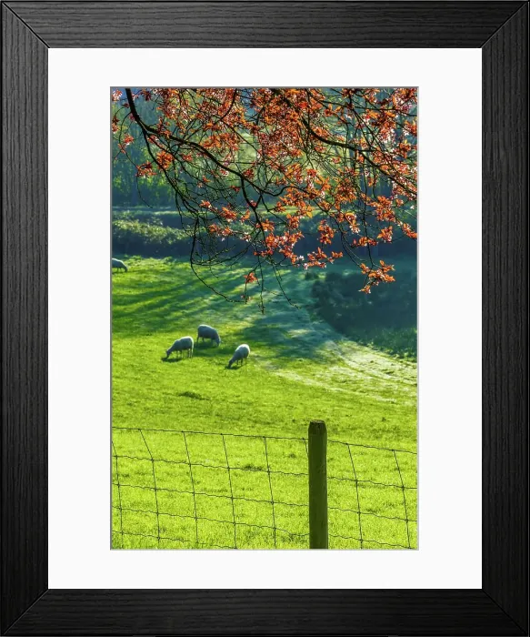 Framed Print : Canada, British Columbia, Vancouver Island Framed Print : Canada, British Columbia, Vancouver Island