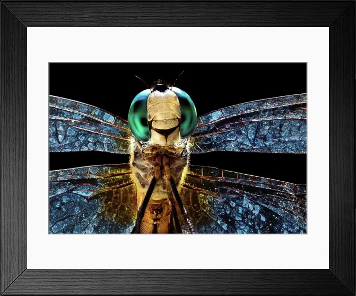 Framed Print : Blue Dasher Dragonfly