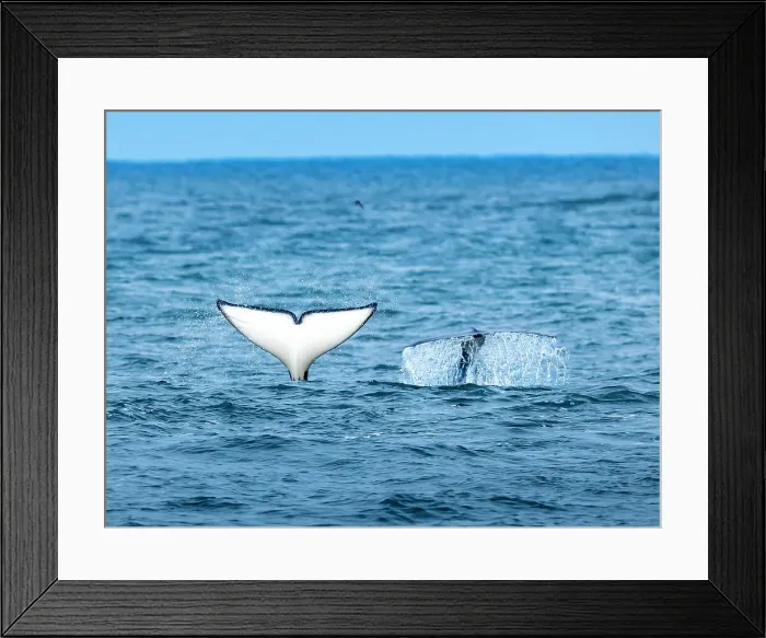 Framed Print : California Killer Whales Monterey Bay Monterey Bay National Marine Refuge