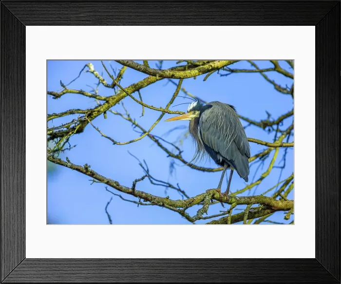 Framed Print : Canada, British Columbia, Vancouver Island Framed Print : Canada, British Columbia, Vancouver Island
