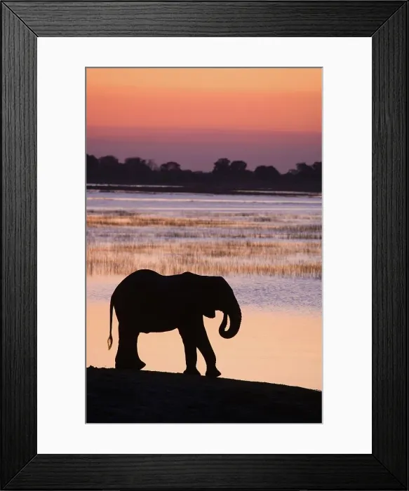 Framed Print : Elephant (Loxodonta Africana) Chobe National Park Framed Print : Elephant (Loxodonta Africana) Chobe National Park