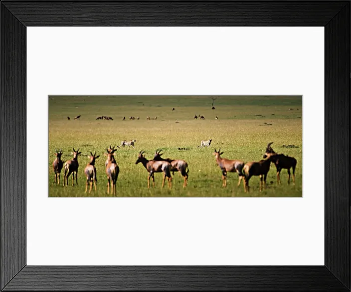 Framed Print : Cheetahs Prowl the Masai Mara in Search of Prey Framed Print : Cheetahs Prowl the Masai Mara in Search of Prey