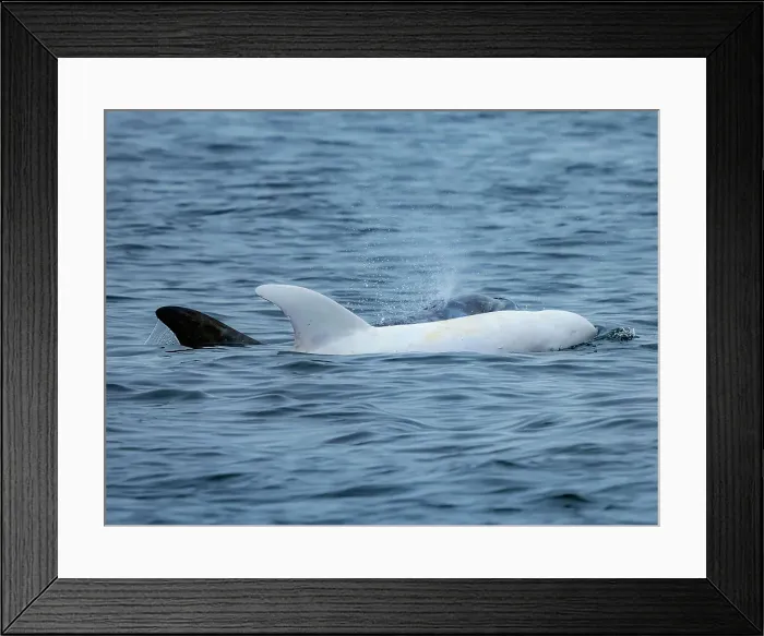 Framed Print : California Casper Grampus Griseus Monterey Bay Framed Print : California Casper Grampus Griseus Monterey Bay