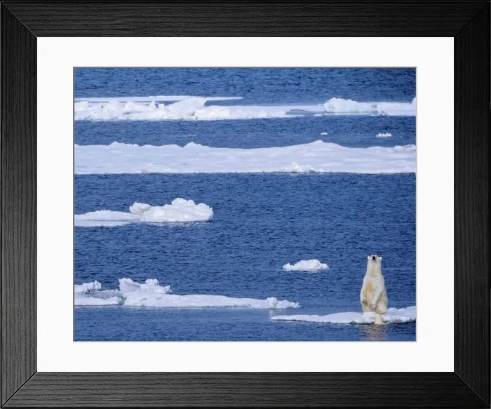 Framed Print : Polar Bear on Ice Floe Framed Print : Polar Bear on Ice Floe