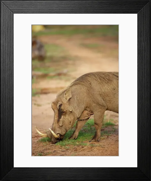Framed Print : Warthog (Phacochoerus aethiopicus) Framed Print : Warthog (Phacochoerus aethiopicus)