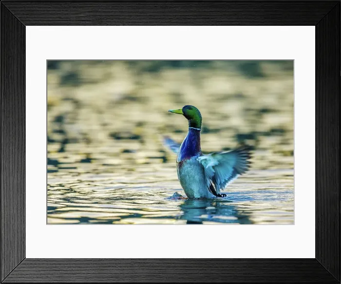 Framed Print : Canada, British Columbia, Vancouver Island Framed Print : Canada, British Columbia, Vancouver Island