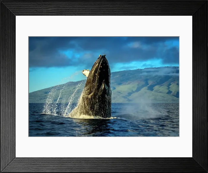 Framed Print : Blue Water Hawaii Hawaiian Islands Hawaiian Islands Humpback Whale National Marine Sanctuary