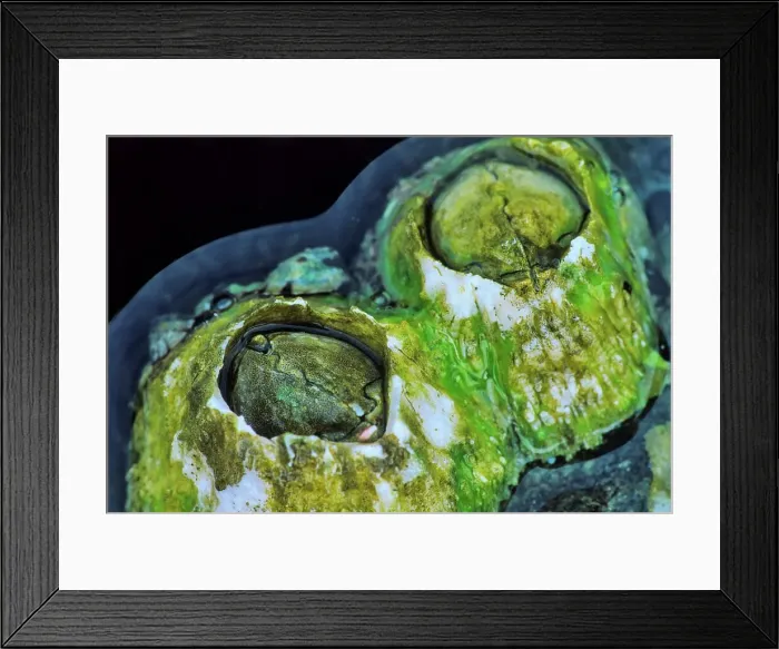 Framed Print : Canada, British Columbia, Vancouver Island Framed Print : Canada, British Columbia, Vancouver Island