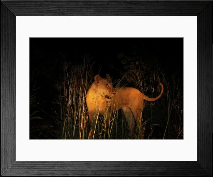 Framed Print : Lioness (Panthera leo). MalaMala Game Reserve Framed Print : Lioness (Panthera leo). MalaMala Game Reserve
