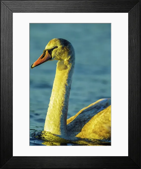 Framed Print : Canada, British Columbia, Vancouver Island Framed Print : Canada, British Columbia, Vancouver Island