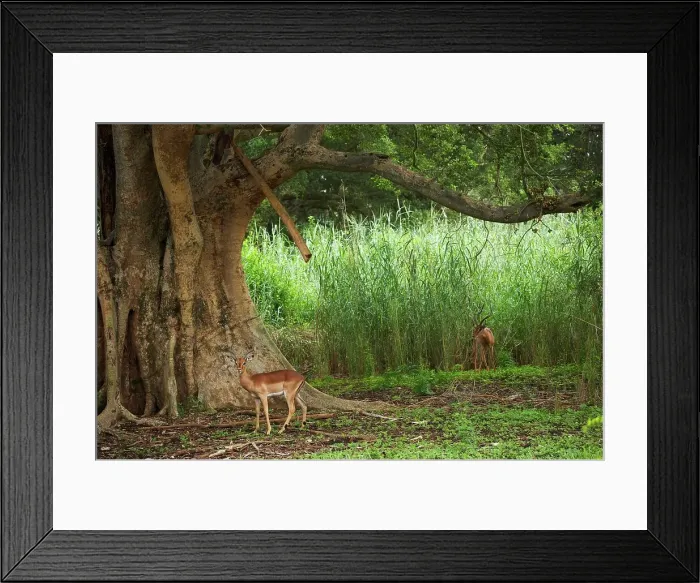 Framed Print : Impala Aepyceros malampus} beneath a Sycamore Fig (Ficus sycomorus) Framed Print : Impala Aepyceros malampus} beneath a Sycamore Fig (Ficus sycomorus)