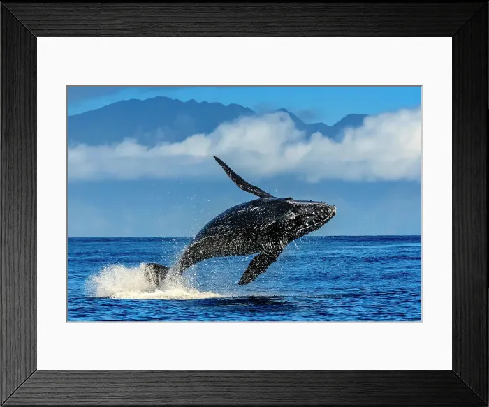 Framed Print : Blue Water Hawaii Hawaiian Islands Hawaiian Islands Humpback Whale National Marine Sanctuary