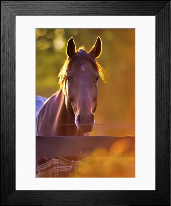 Framed Print : Canada, British Columbia, Vancouver Island Framed Print : Canada, British Columbia, Vancouver Island