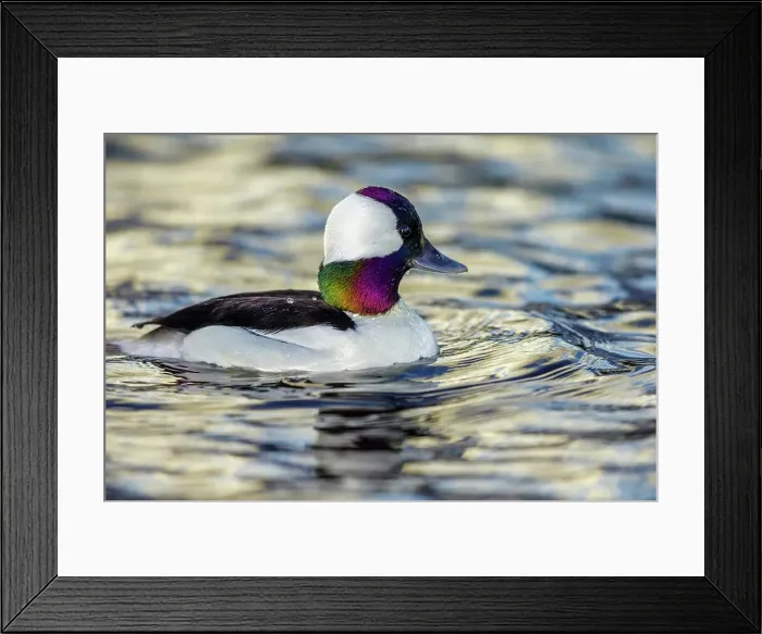 Framed Print : Canada, British Columbia, Vancouver Island Framed Print : Canada, British Columbia, Vancouver Island