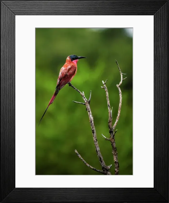 Framed Print : Carmine Bee-eater (Merops nubicoides) Framed Print : Carmine Bee-eater (Merops nubicoides)