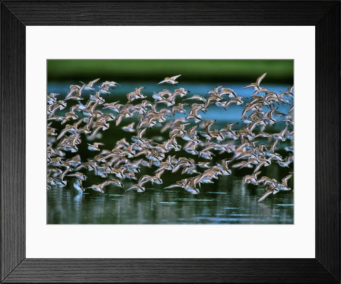 Framed Print : Canada, British Columbia, Vancouver Island Framed Print : Canada, British Columbia, Vancouver Island