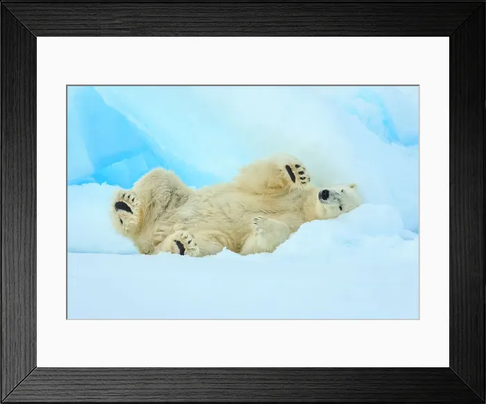 Framed Print : Adventure Travel Arctic Arctic Ocean Climate Change Framed Print : Adventure Travel Arctic Arctic Ocean Climate Change