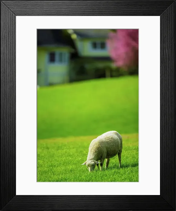 Framed Print : Canada, British Columbia, Vancouver Island