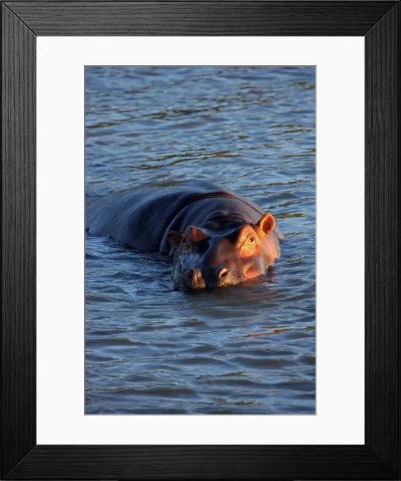 Framed Print : Hippo or Hippopotamus (Hippopotamus amphibious) Framed Print : Hippo or Hippopotamus (Hippopotamus amphibious)