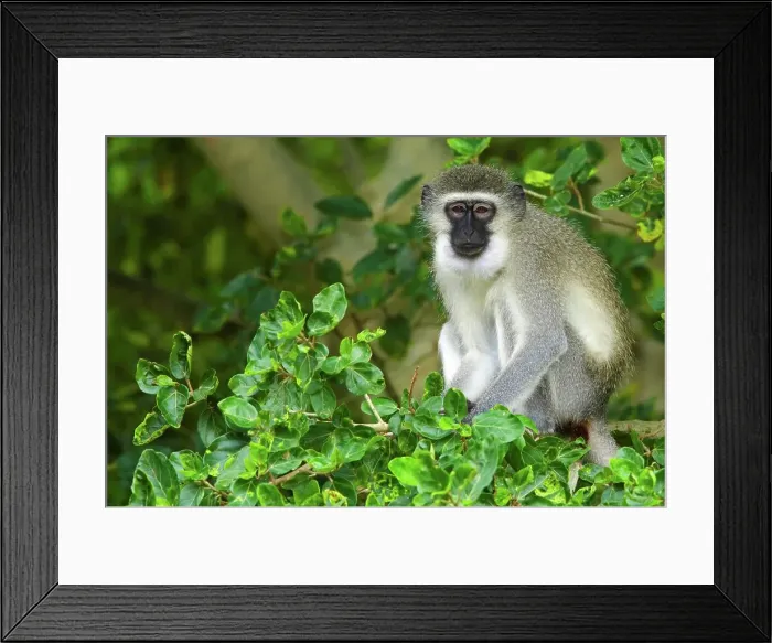 Framed Print : Ververt Monkey (Cercopithecus aethiops) Framed Print : Ververt Monkey (Cercopithecus aethiops)