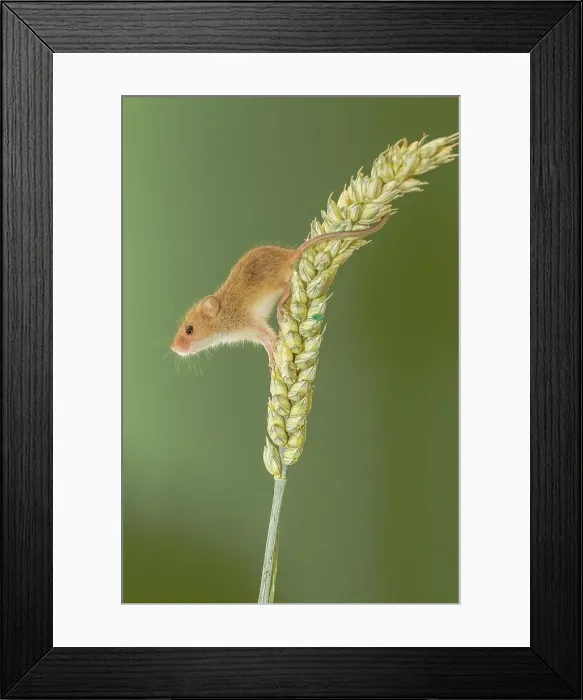 Framed Print : UK, Norfolk, Harvest Mouse (Micromys minutus) on Barley stalk