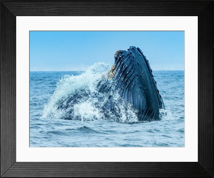 Framed Print : California Humpback Whale (Megaptera Novaeangliae) Framed Print : California Humpback Whale (Megaptera Novaeangliae)