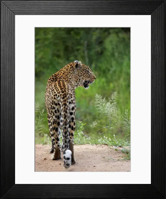 Framed Print : Leopard (Panthera pardus). MalaMala Game Reserve Framed Print : Leopard (Panthera pardus). MalaMala Game Reserve
