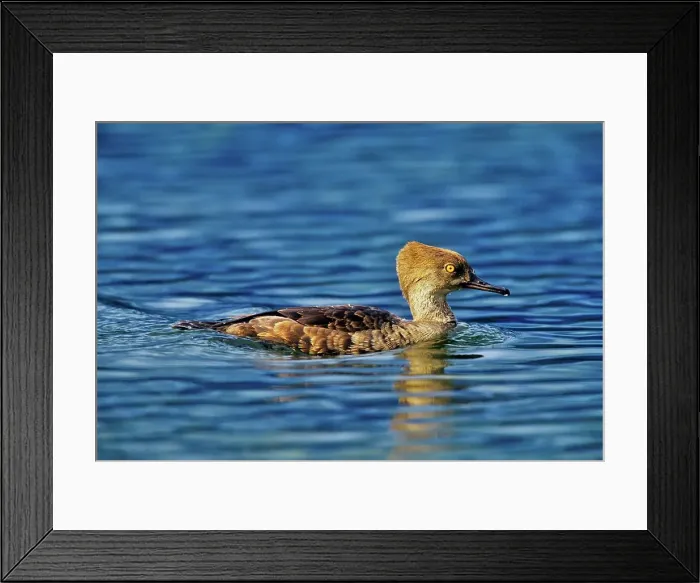 Framed Print : Canada, British Columbia, Vancouver Island Framed Print : Canada, British Columbia, Vancouver Island