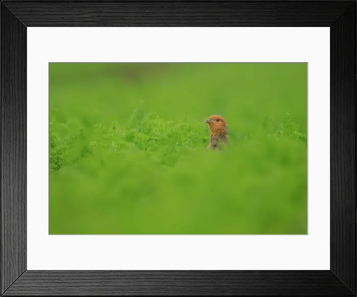 Framed Print : Grey Partridge Male, (Perdix perdix) in carrot field