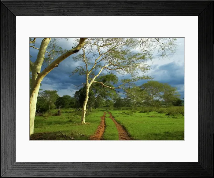 Framed Print : Fever Tree (Acacia xanthophloea) Framed Print : Fever Tree (Acacia xanthophloea)