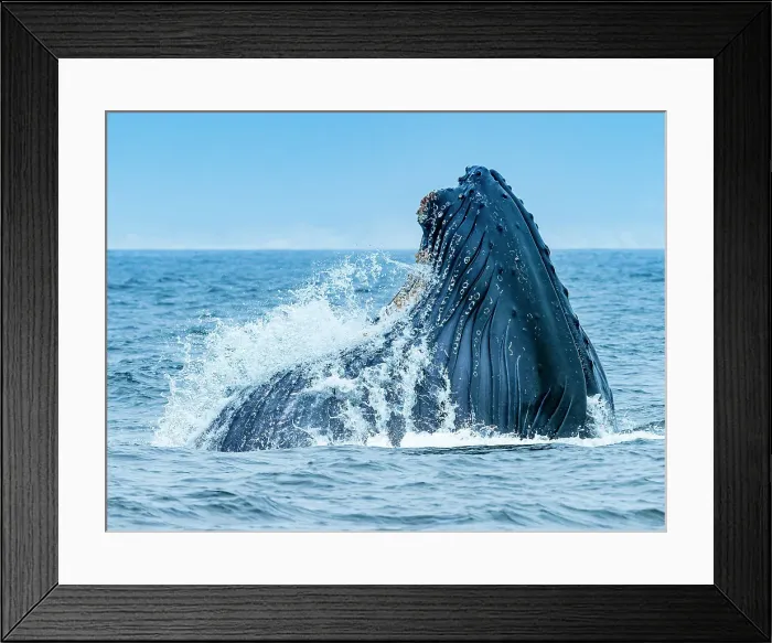 Framed Print : California Humpback Whale (Megaptera Novaeangliae) Framed Print : California Humpback Whale (Megaptera Novaeangliae)