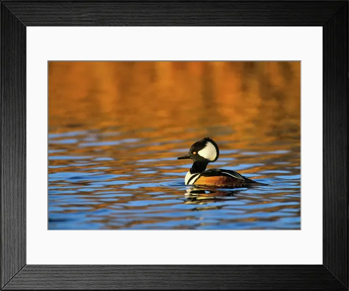Framed Print : Canada, British Columbia, Vancouver Island Framed Print : Canada, British Columbia, Vancouver Island