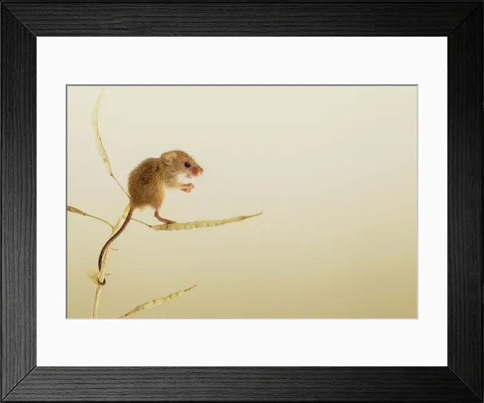 Framed Print : UK, Norfolk, Harvest Mouse (Micromys minutus) on rape seed stalk Framed Print : UK, Norfolk, Harvest Mouse (Micromys minutus) on rape seed stalk
