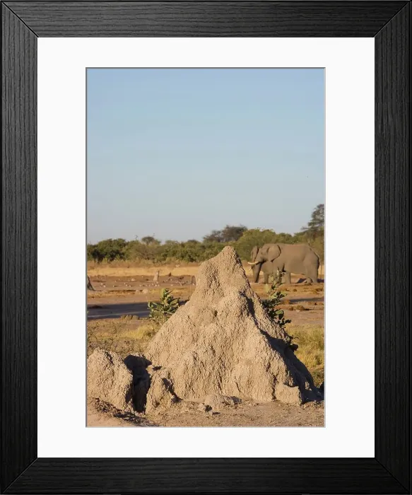 Framed Print : Elephants and Termite Mound. Savuti Framed Print : Elephants and Termite Mound. Savuti