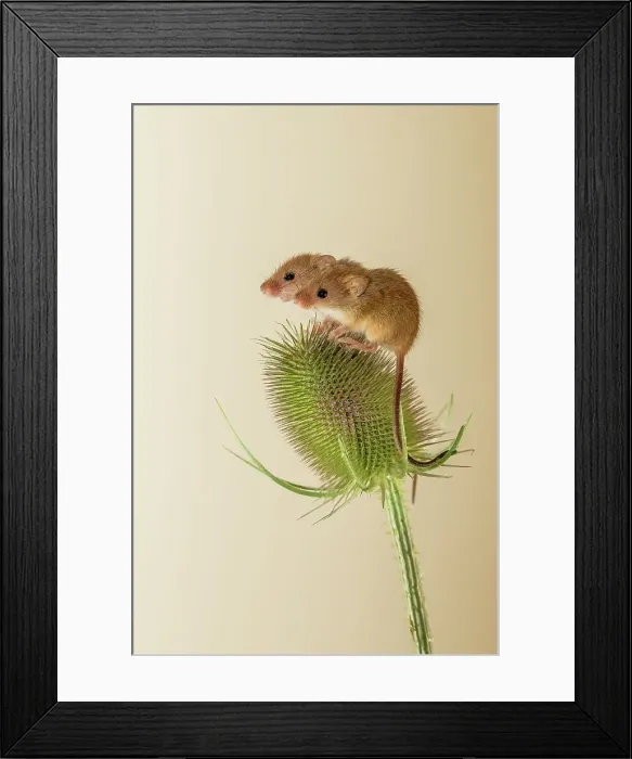 Framed Print : UK, Norfolk, Harvest Mice (Micromys minutus) on teazel