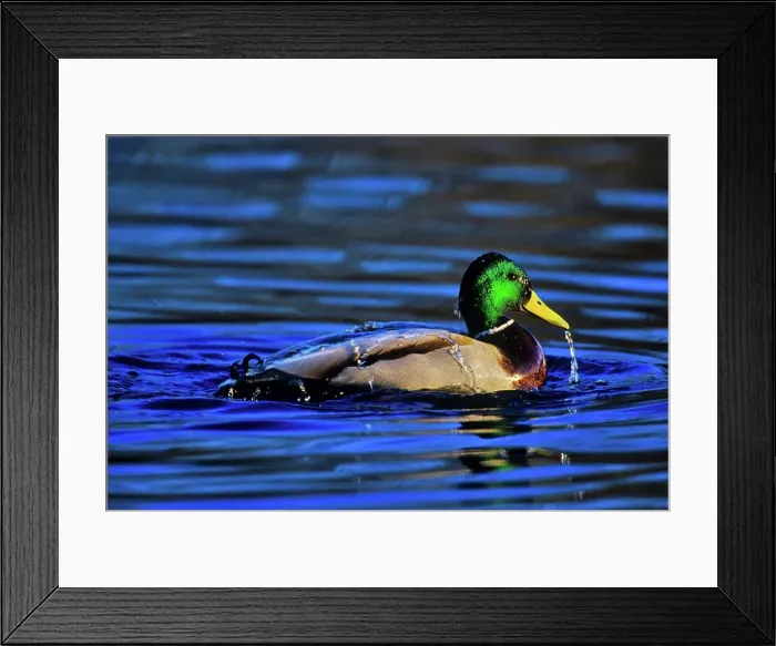Framed Print : Canada, British Columbia, Vancouver Island Framed Print : Canada, British Columbia, Vancouver Island