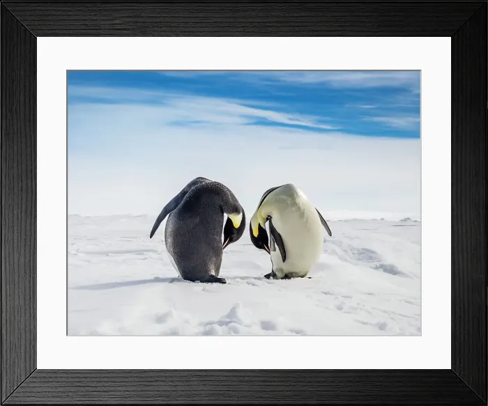 Framed Print : Antarctica Aptenodytes Forsteri Climate Change Framed Print : Antarctica Aptenodytes Forsteri Climate Change