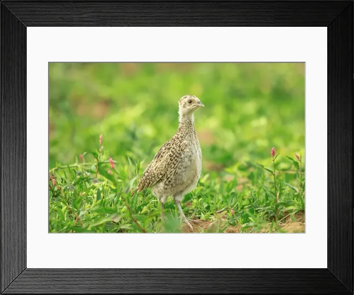 Framed Print : Pheasant (Phasianus colchicus) chick (Common) Framed Print : Pheasant (Phasianus colchicus) chick (Common)