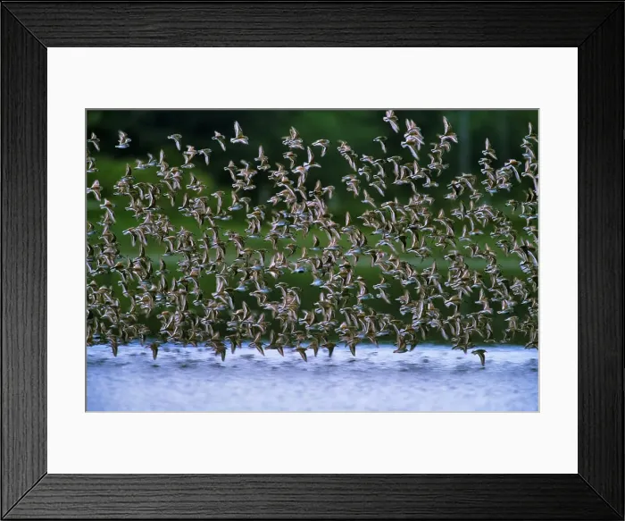 Framed Print : Canada, British Columbia, Vancouver Island
