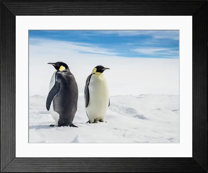 Framed Print : Antarctica Aptenodytes Forsteri Climate Change Framed Print : Antarctica Aptenodytes Forsteri Climate Change