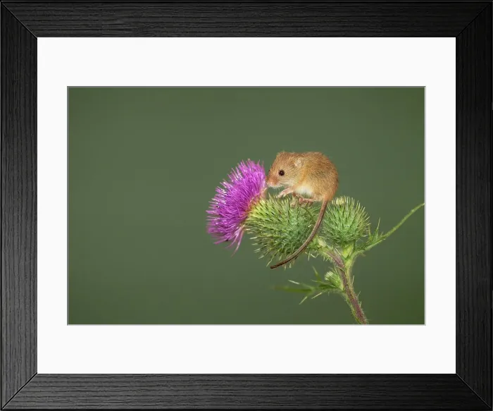 Framed Print : UK, Norfolk, Harvest Mouse (Micromys minutus) on thistle stalk Isolated background (Captive) Framed Print : UK, Norfolk, Harvest Mouse (Micromys minutus) on thistle stalk Isolated background (Captive)