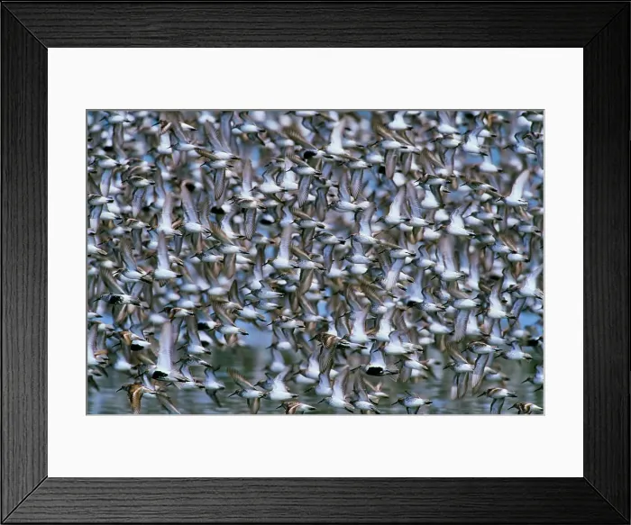 Framed Print : Canada, British Columbia, Vancouver Island