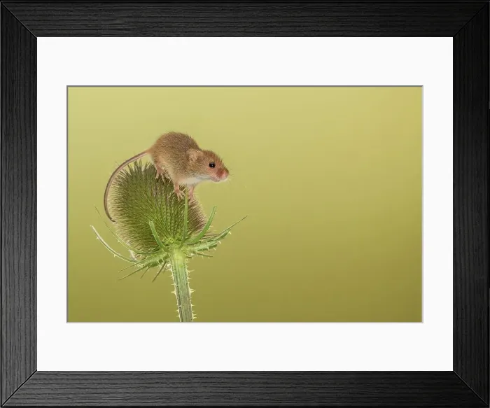 Framed Print : UK, Norfolk, Harvest Mouse (Micromys minutus) on teazel Framed Print : UK, Norfolk, Harvest Mouse (Micromys minutus) on teazel